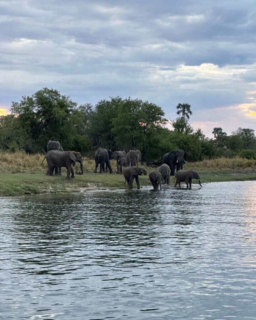 Views of the river cruise over the Zambezi River