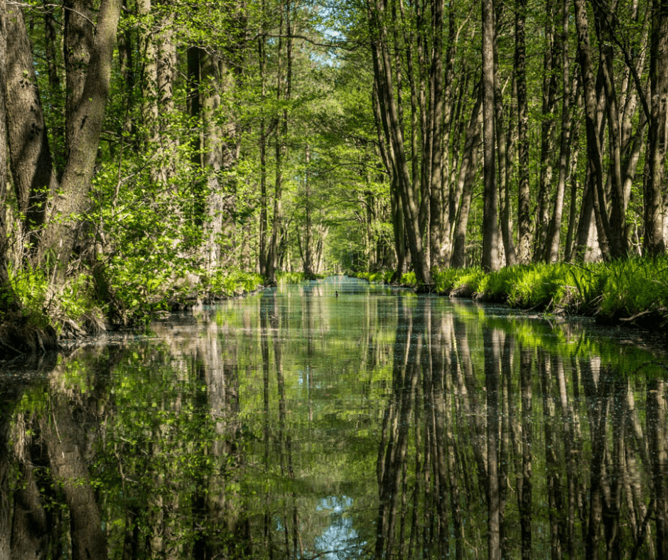 Canals surrounded by forest at Spreewald