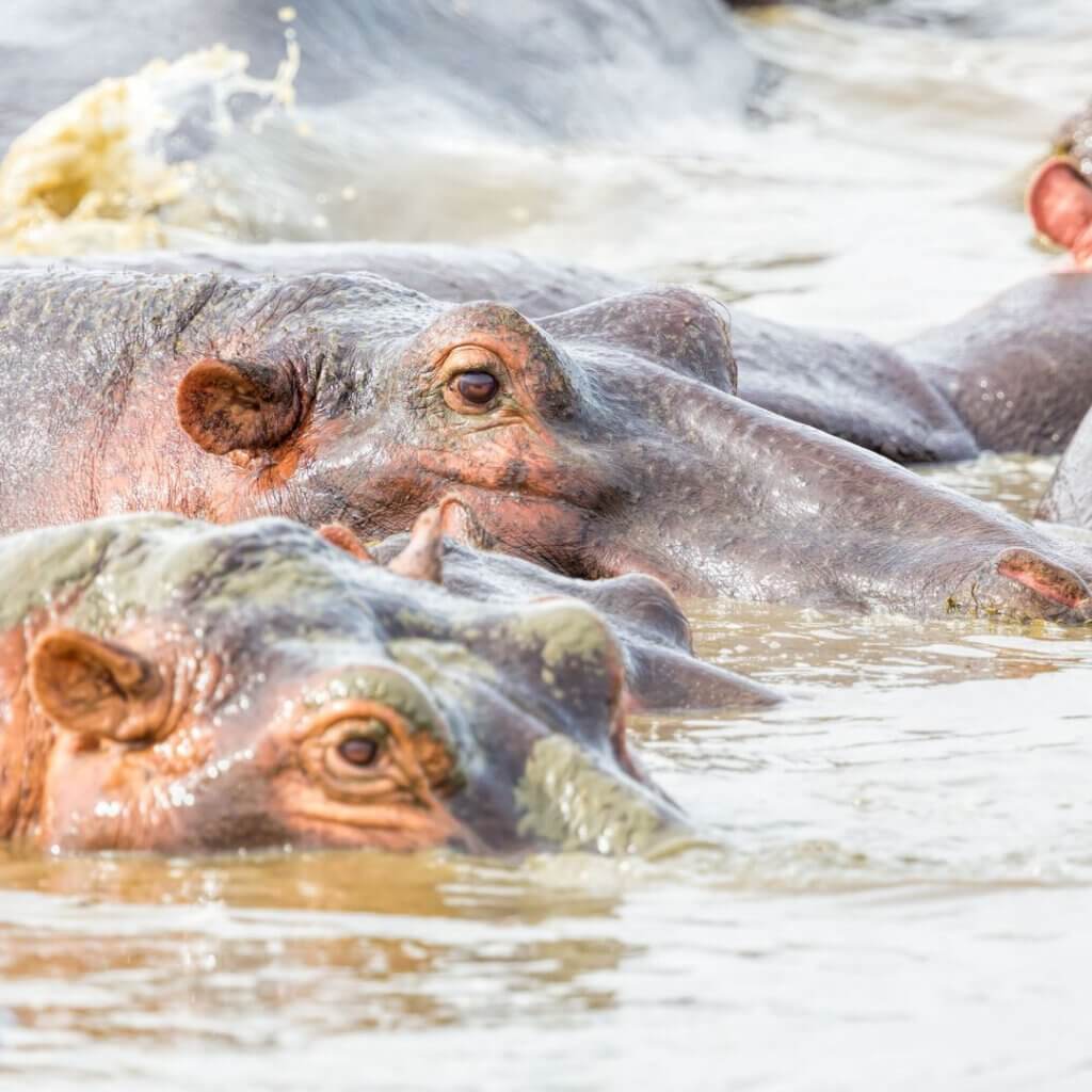 Hippos are easy to spot at Lake Tanganyka