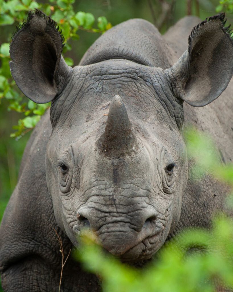 The reintroduction of the black rhino was vital to show some resutlts for these efforts