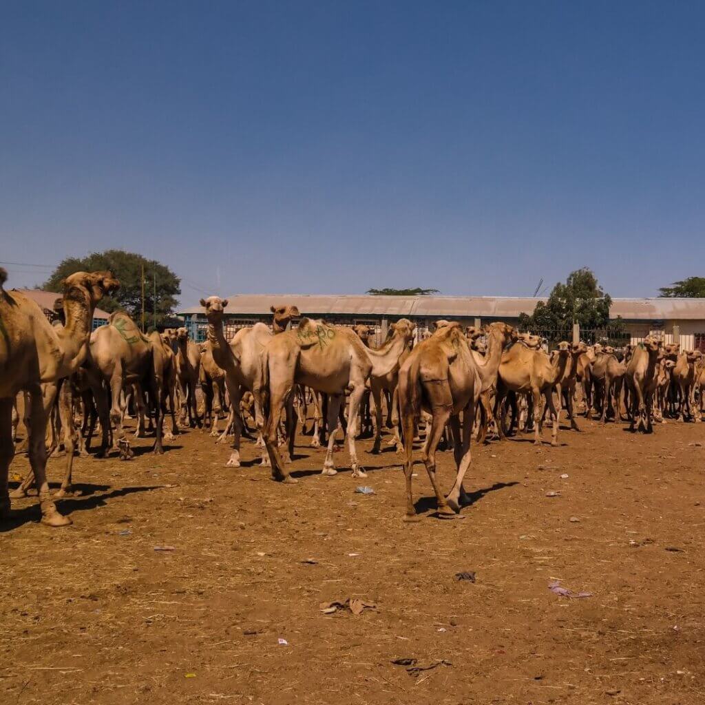 Camel market in Hargeisa