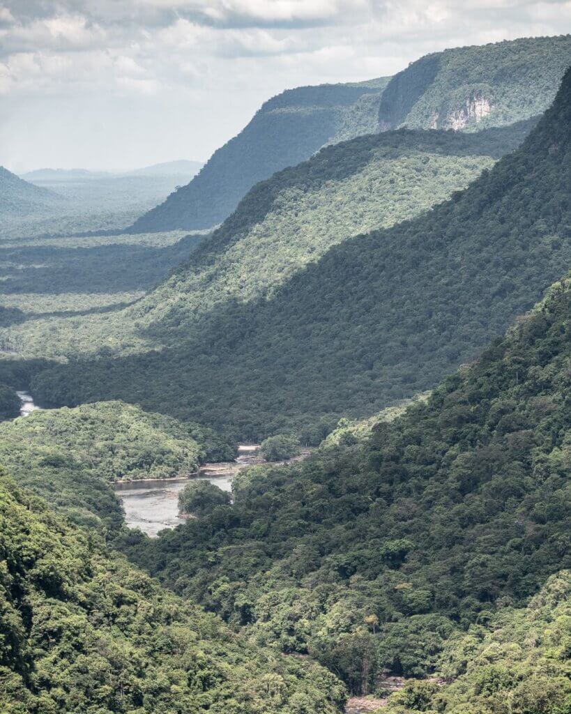 Forest in Guyana