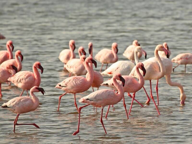 Visiting a flamingo colony - unique places in Namibia