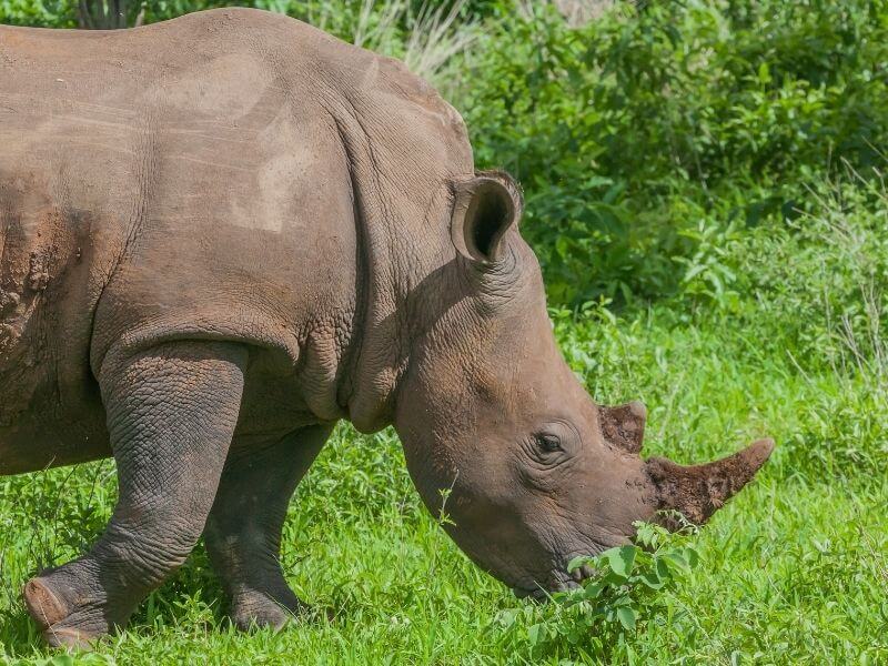 Rhinos at Mosi oa Tunya in Livingstone