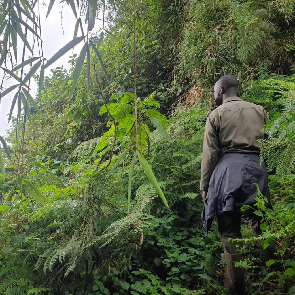 hanging bridge at the Kagera Waterfalls