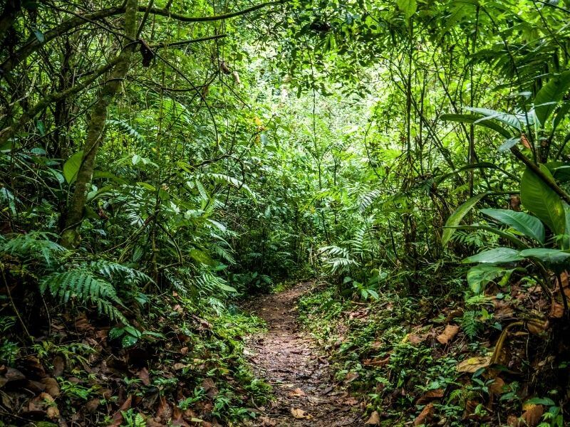 Trekking areas in the Honduran jungle