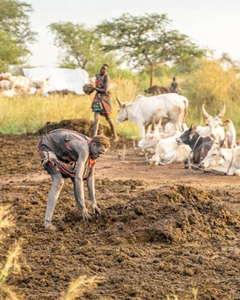 The strongest Mundari men collect all the cow dung and put it in piles to burn later.