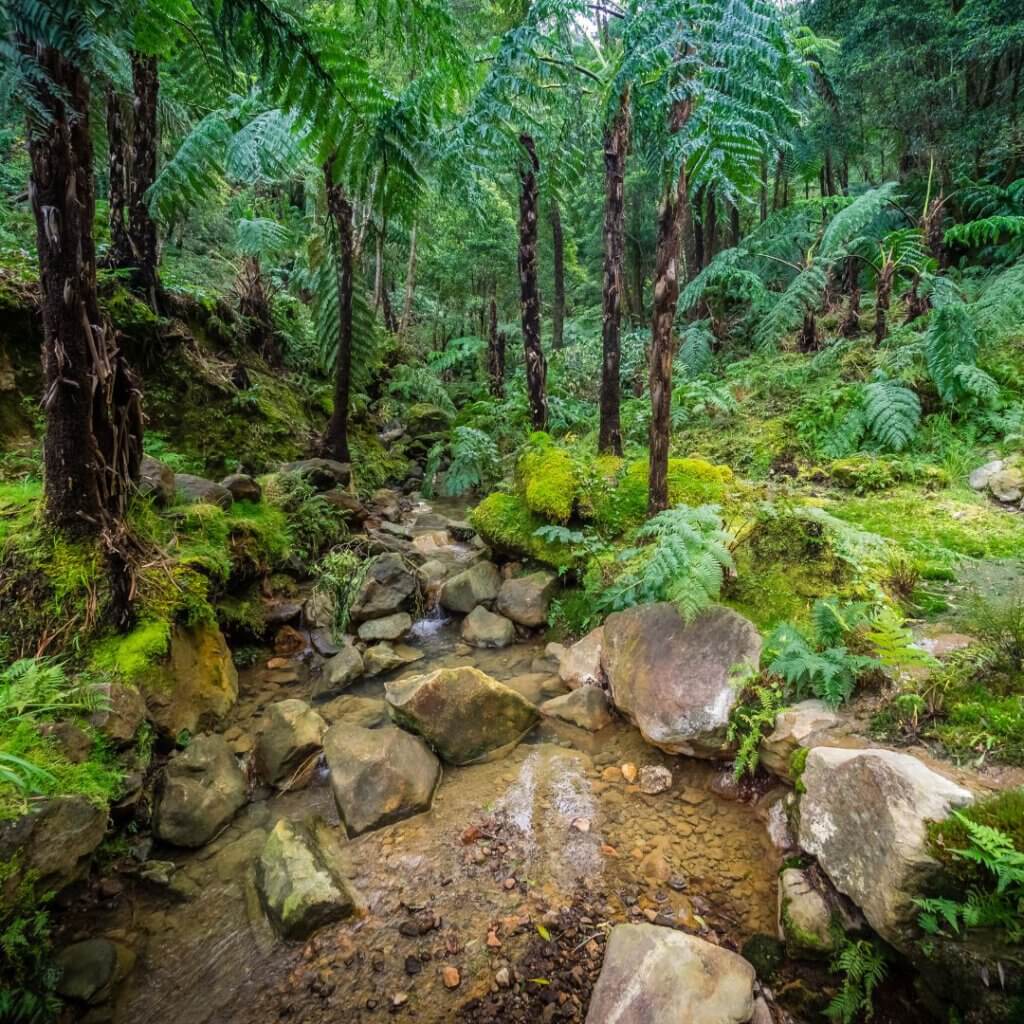 Forest in Burundi