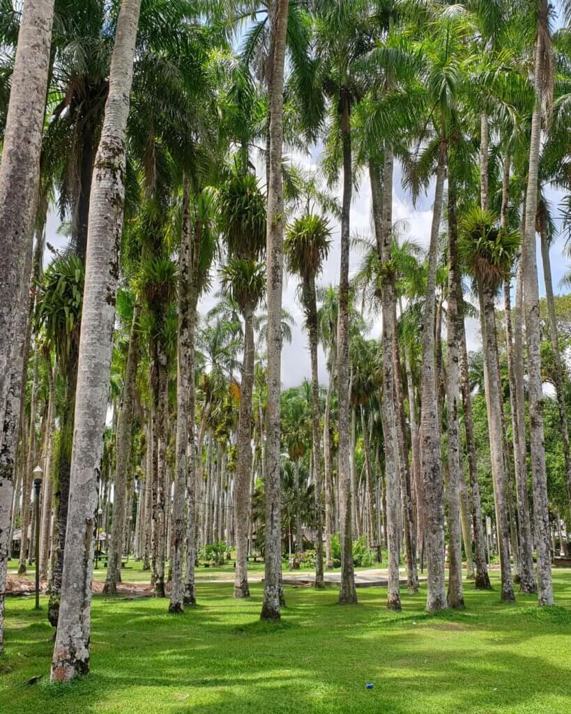 Palm trees lining the city center park in Paramaribo, offering a serene escape in the urban landscape.