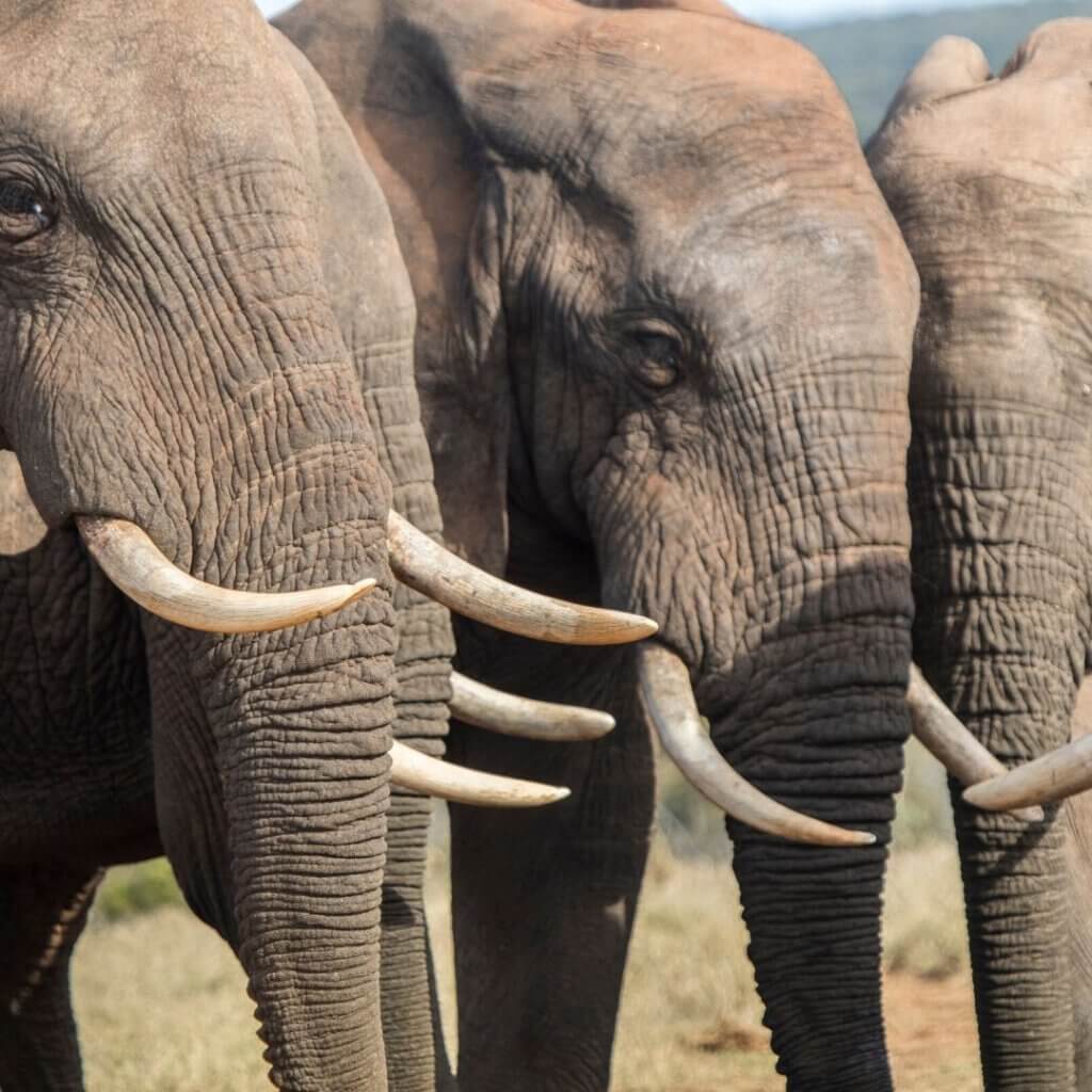 The trade of elephant tusks