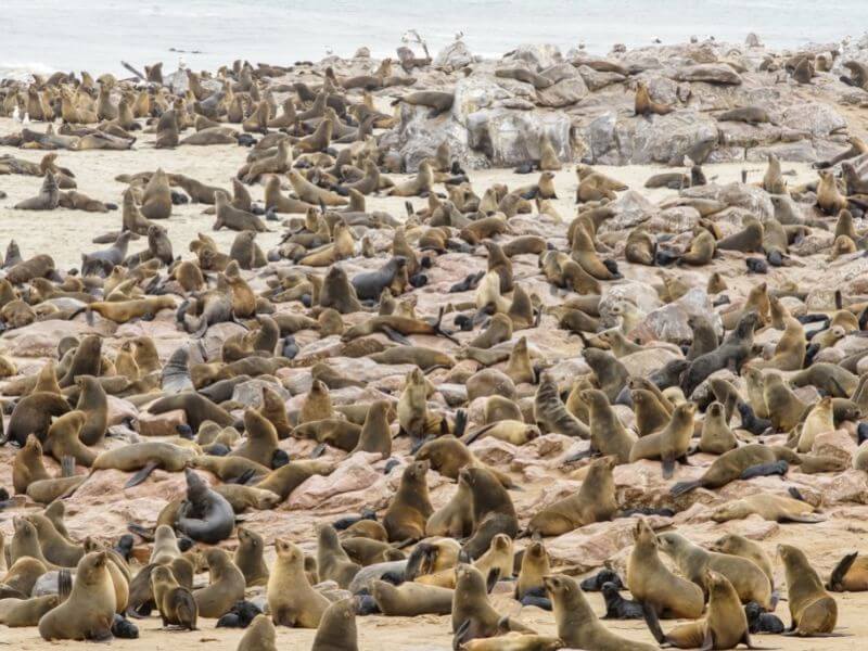 View of the seal colony in Cape Cross