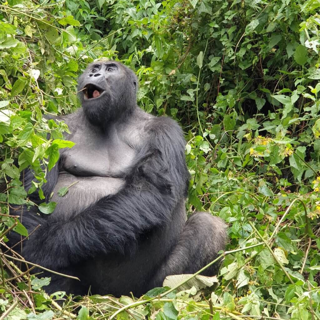 Observing a silverback gorilla just meters away