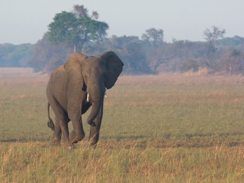 Elephants in Zambia