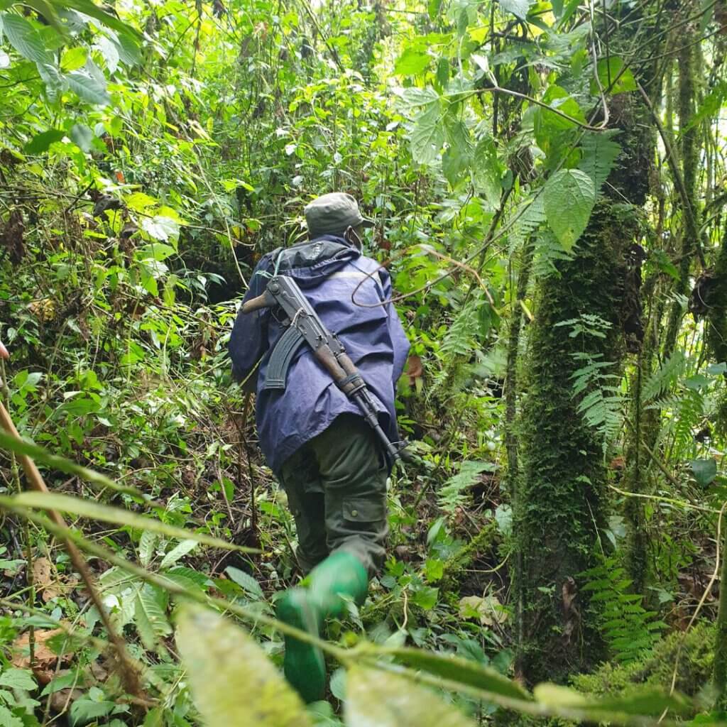 Trekking through the Congolese jungle