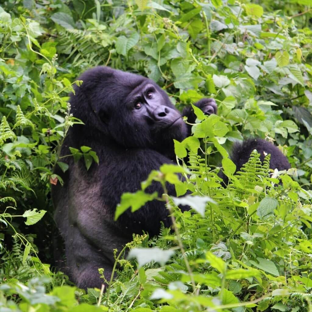 trade of gorillas in Uganda