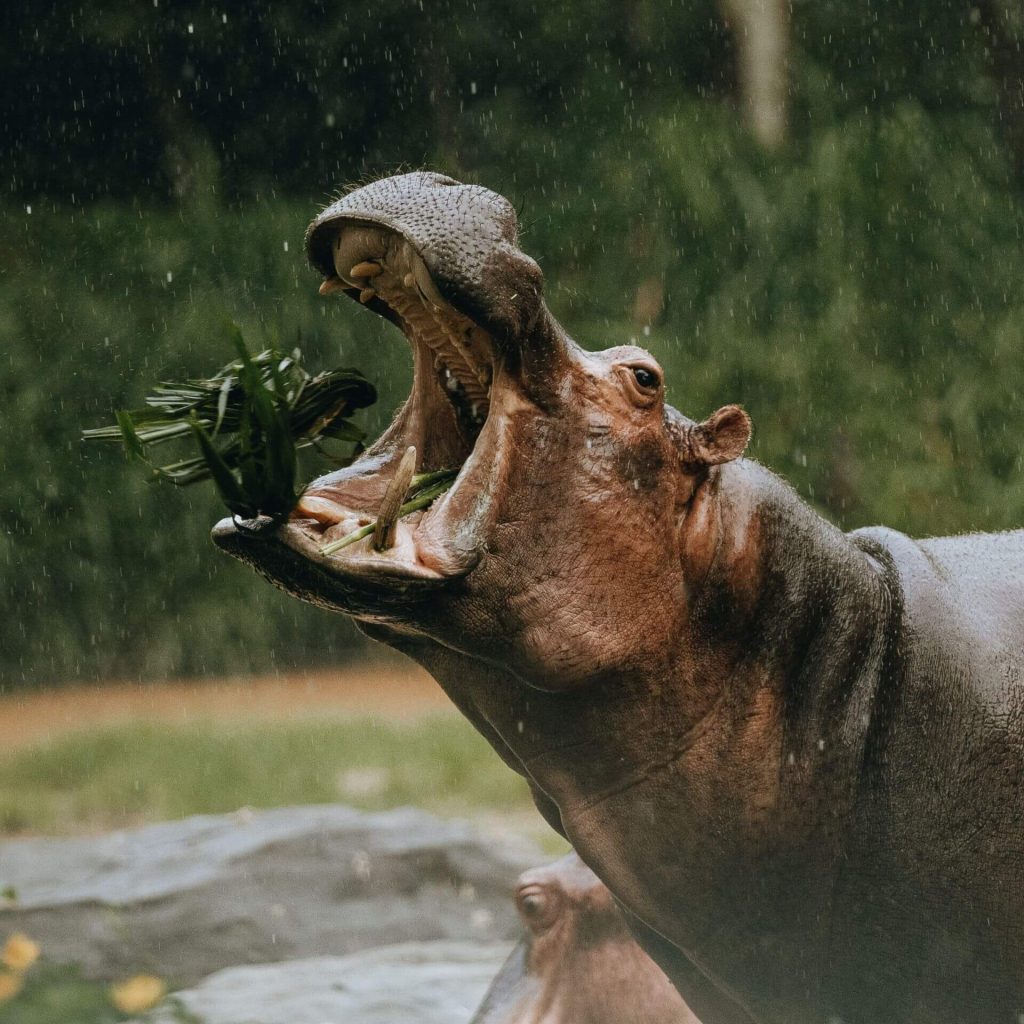 Colombia hippos dilemma – a global issue with no clear solution