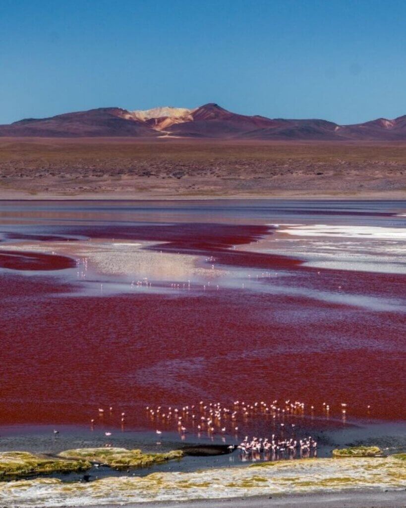 The Laguna Colorada in Bolivia