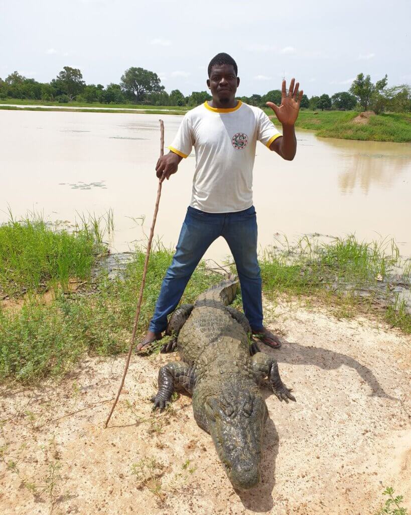 Crocodiles in Bazoule Burkina Faso