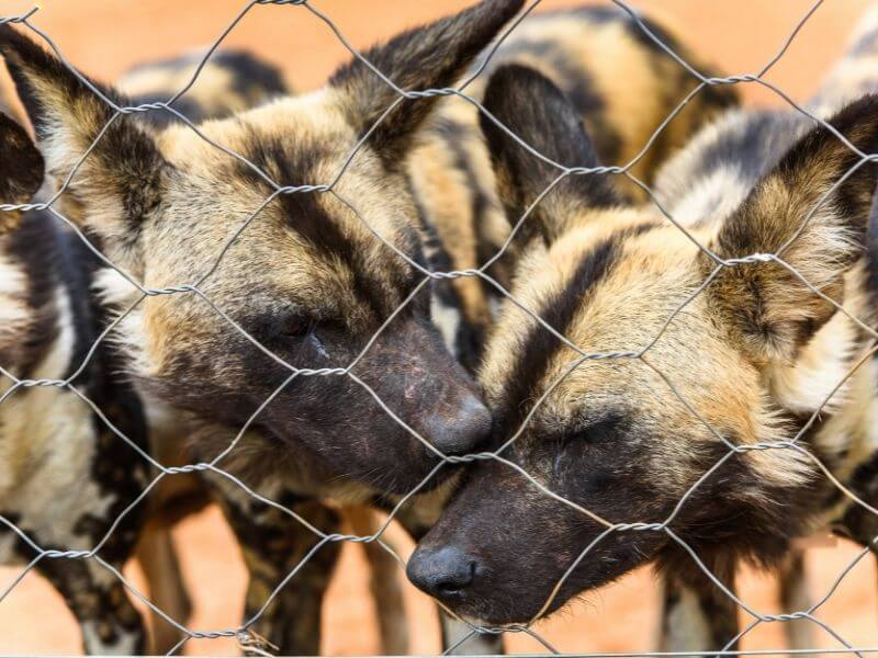 Wild dogs in Namibia