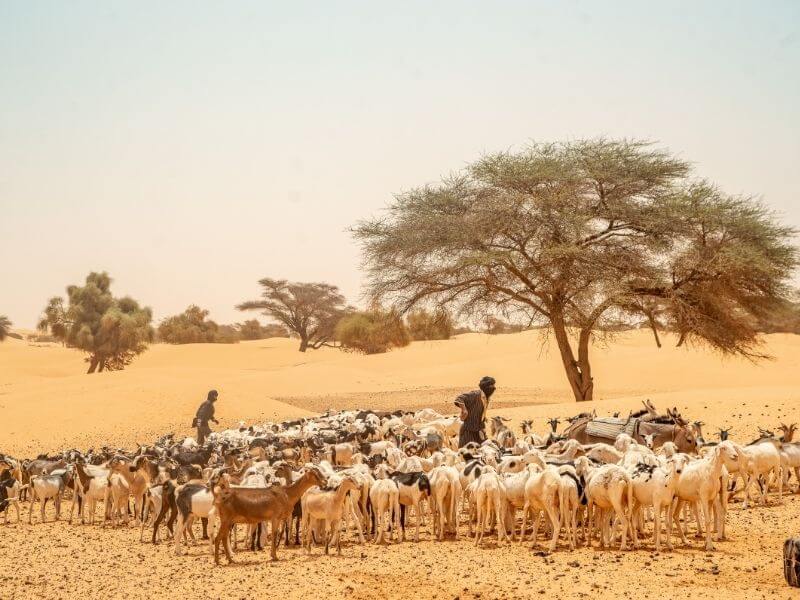 Herding animals in the Mauritanian Sahara