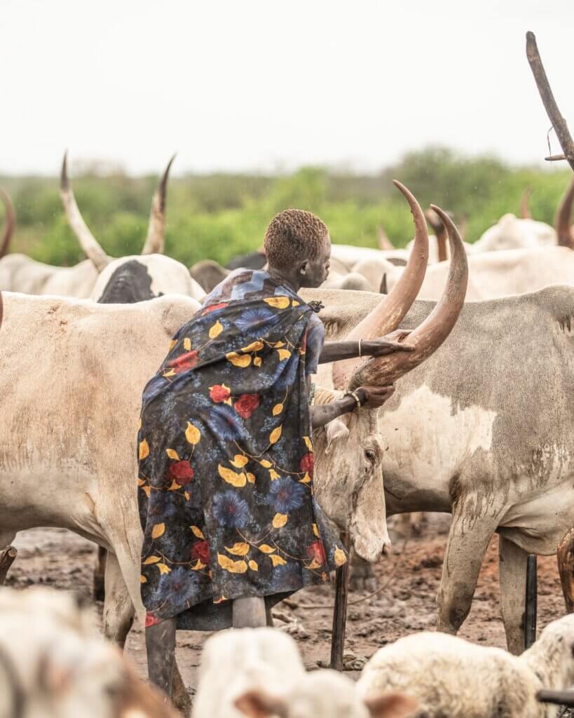 Mundari kid cleaning a cow