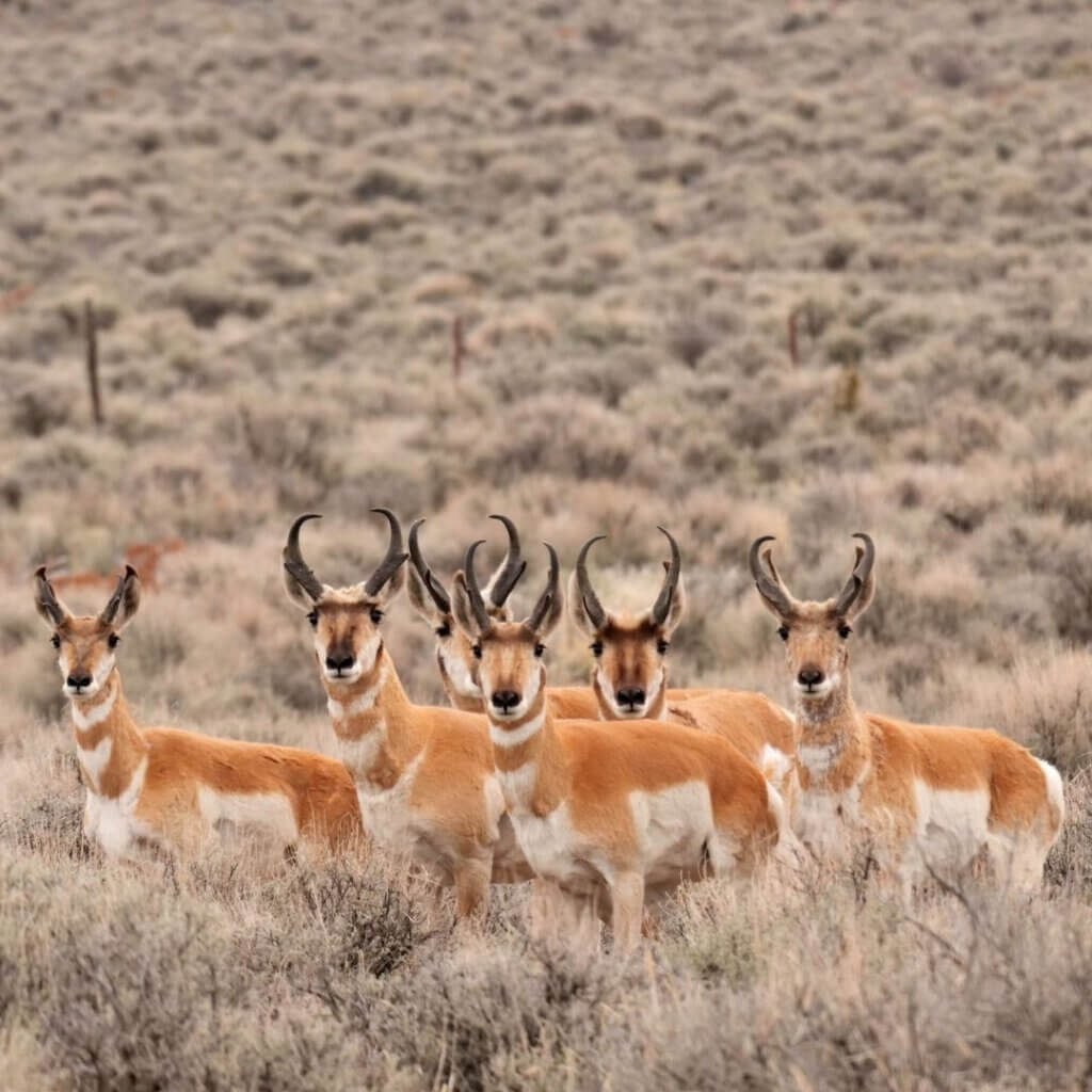 Antelopes in Uganda National Park