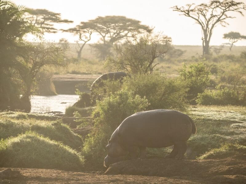 hippos in Serengeti early in the morning