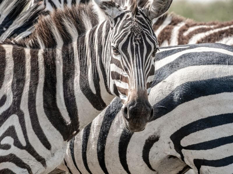 zebras at Serengeti