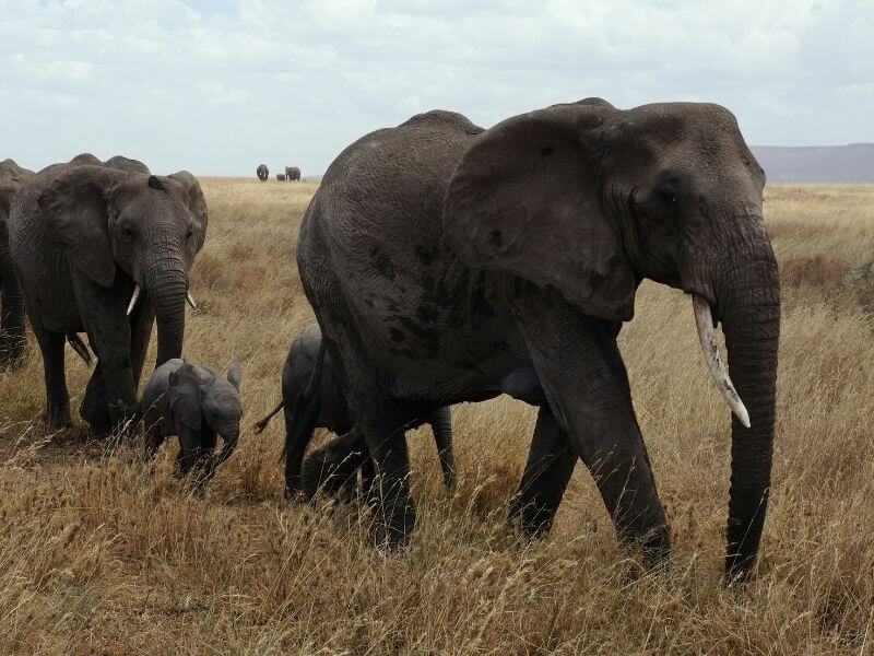 Elephant herds in Serengeti