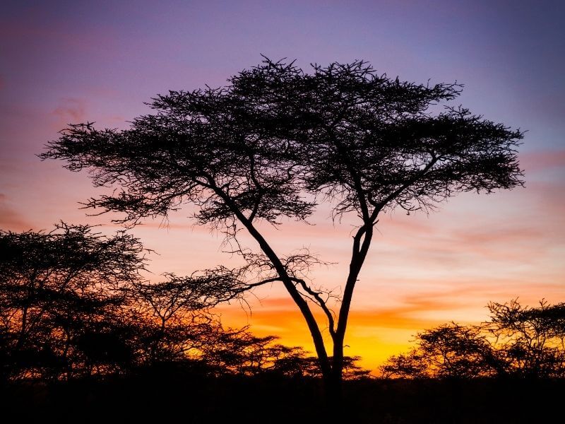 Serengeti Sunset tree