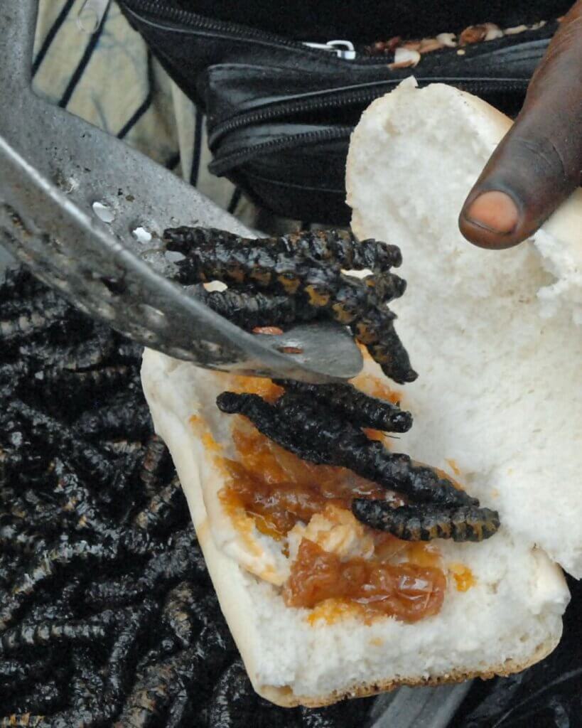 caterpillar sandwich in Burkina Faso