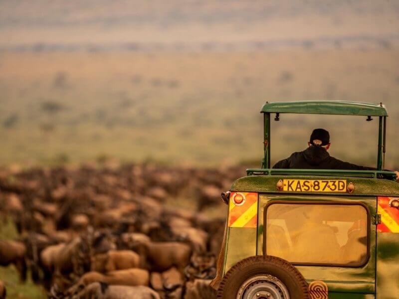 private vehicle during the wildebeest migration