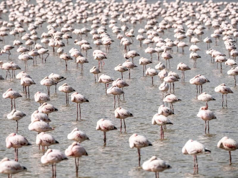 Birdwatching in Amboseli - Flamingos