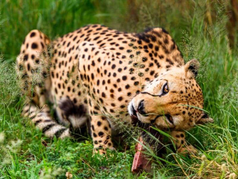 A cheetah feeding at Naankuse in Namibia