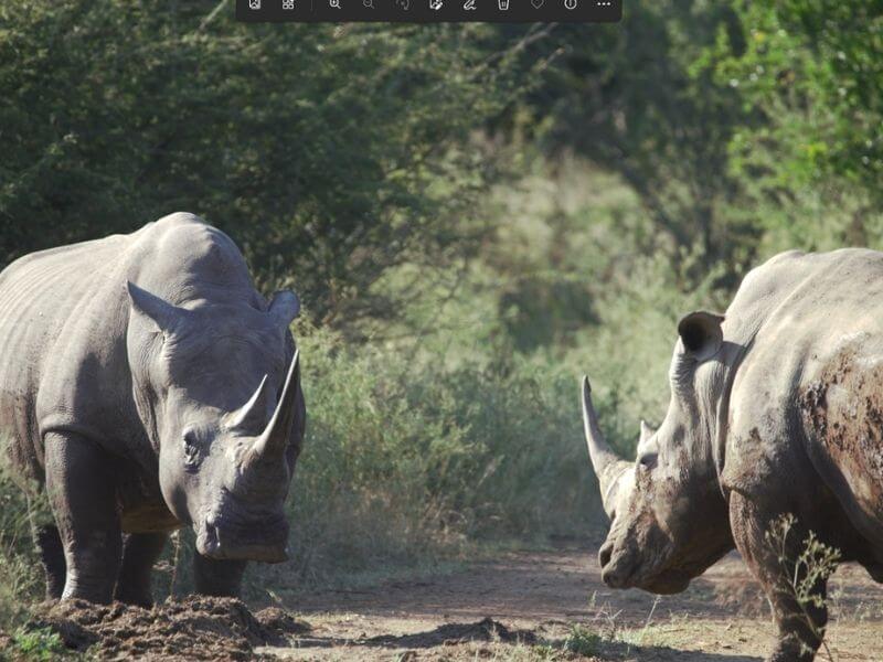 Rhinos at the Hlane National Park in Eswatini