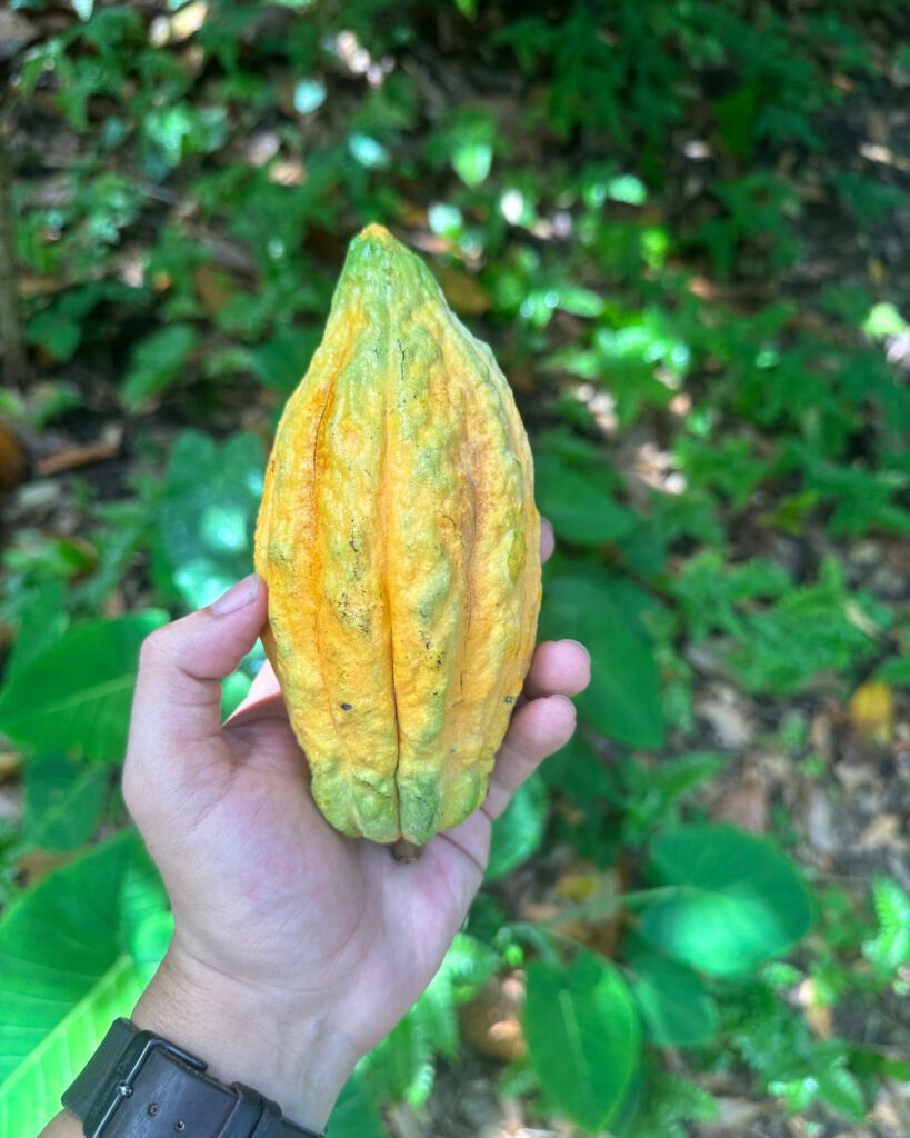 Cacao in Saint Lucia