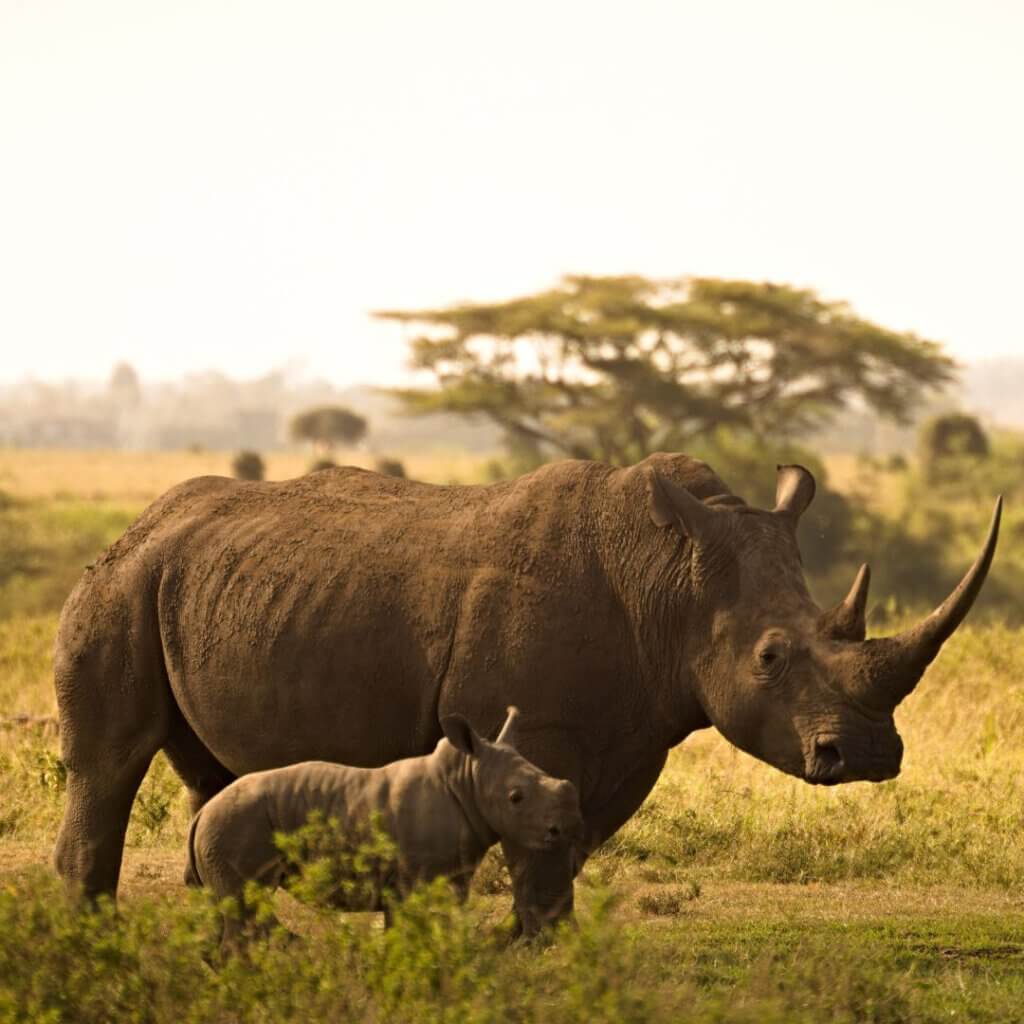 rhino reintroduction in Akagera