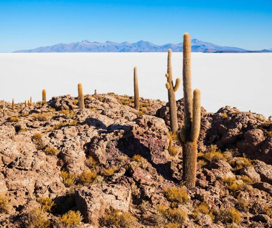 Isla Incahuasi Salt Flats Bolivia