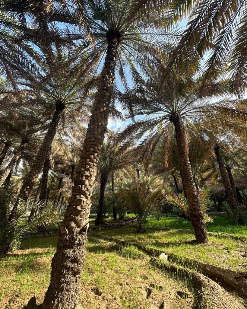 A peaceful oasis in the desert of Oman, surrounded by palm trees and turquoise water