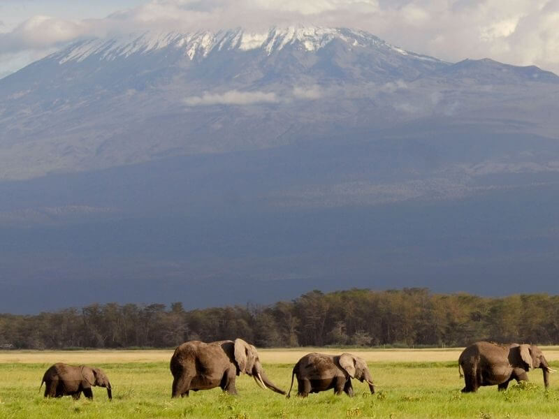 Elephants of Amboseli at the foothills of Mount Kilimanjaro