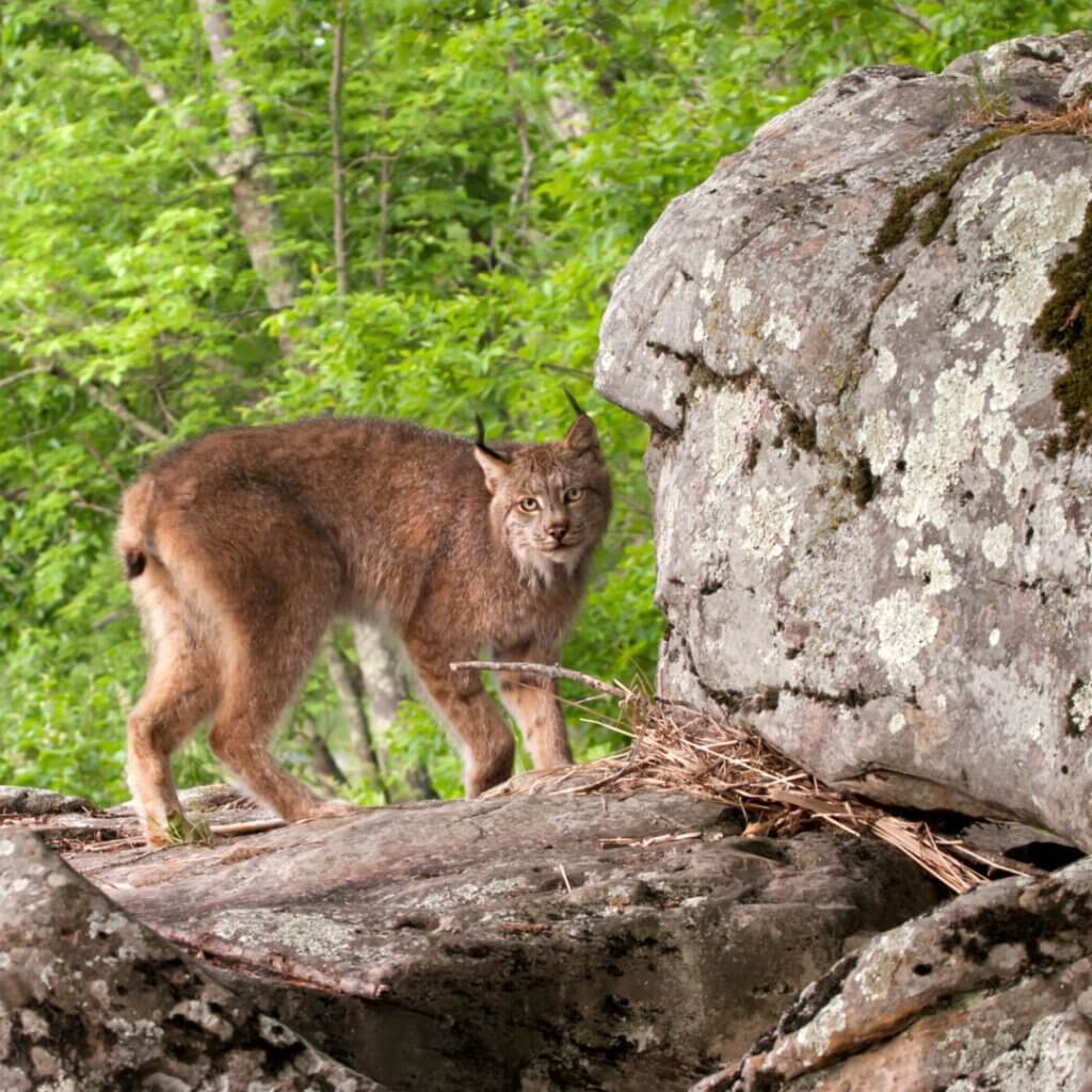  lynx in Europe