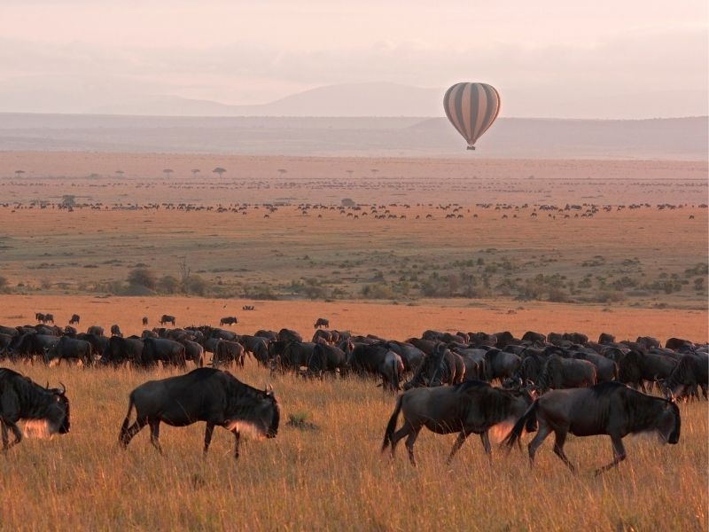 Views in Masai Mara early in the morning - safari in Kenya