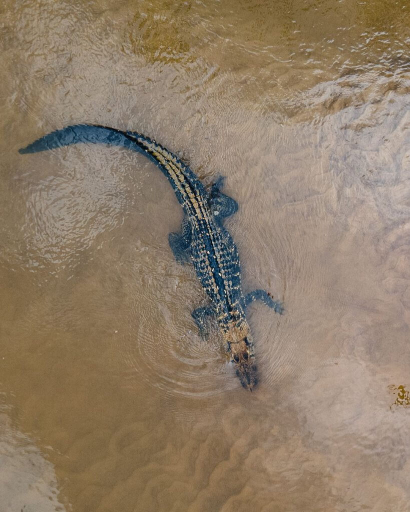 Spotting a black caiman in Guyana