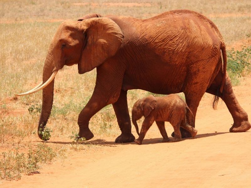 Elephants crossing at the Tsavo National Park