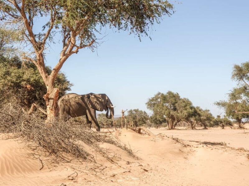 Tour damaraland desert elephants