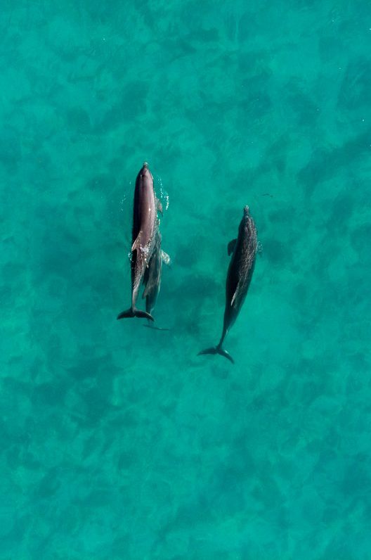 Dolphins from the air at west side national park