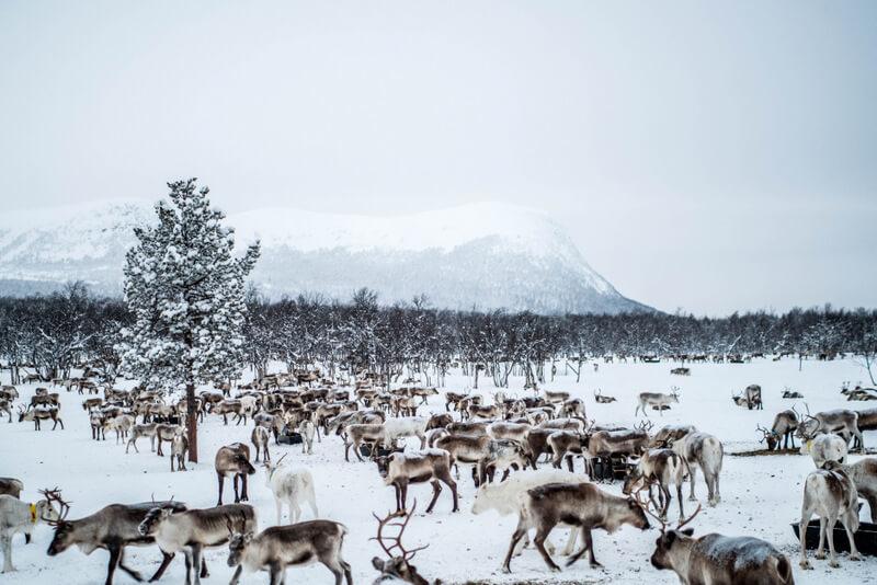 reindeer in lapland