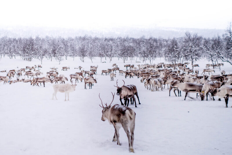 reindeer herd in swedish lapland