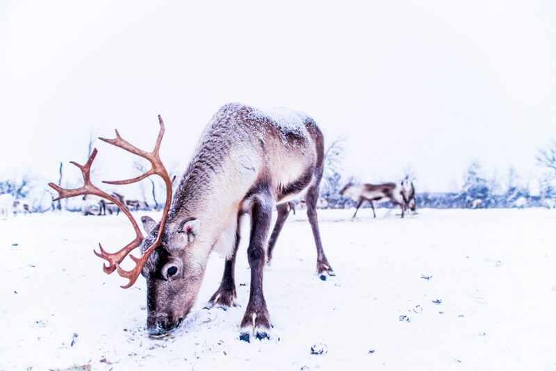 Reindeers from a reindeer farm in Swedish Lapland