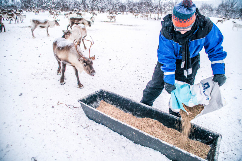 feeding reindeer in Swedish Lapland